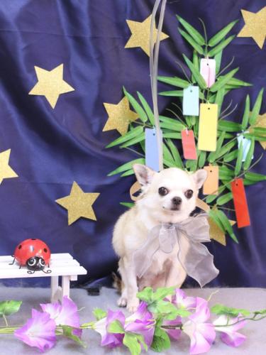 20230704マロンくん